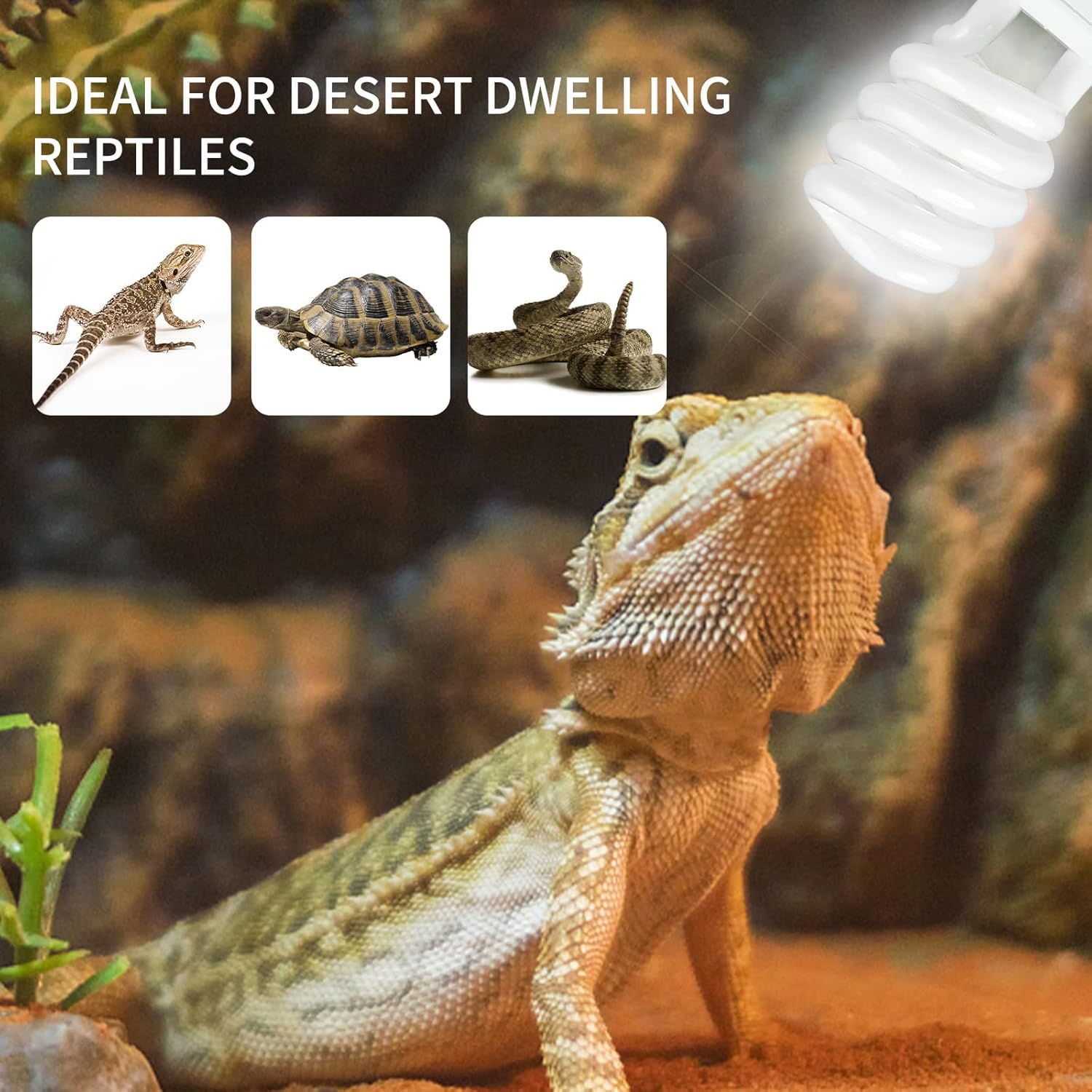 UVB 5.0 10.0 Reptile Heating L – Calcium Powder Reptile Bewertung und Preis