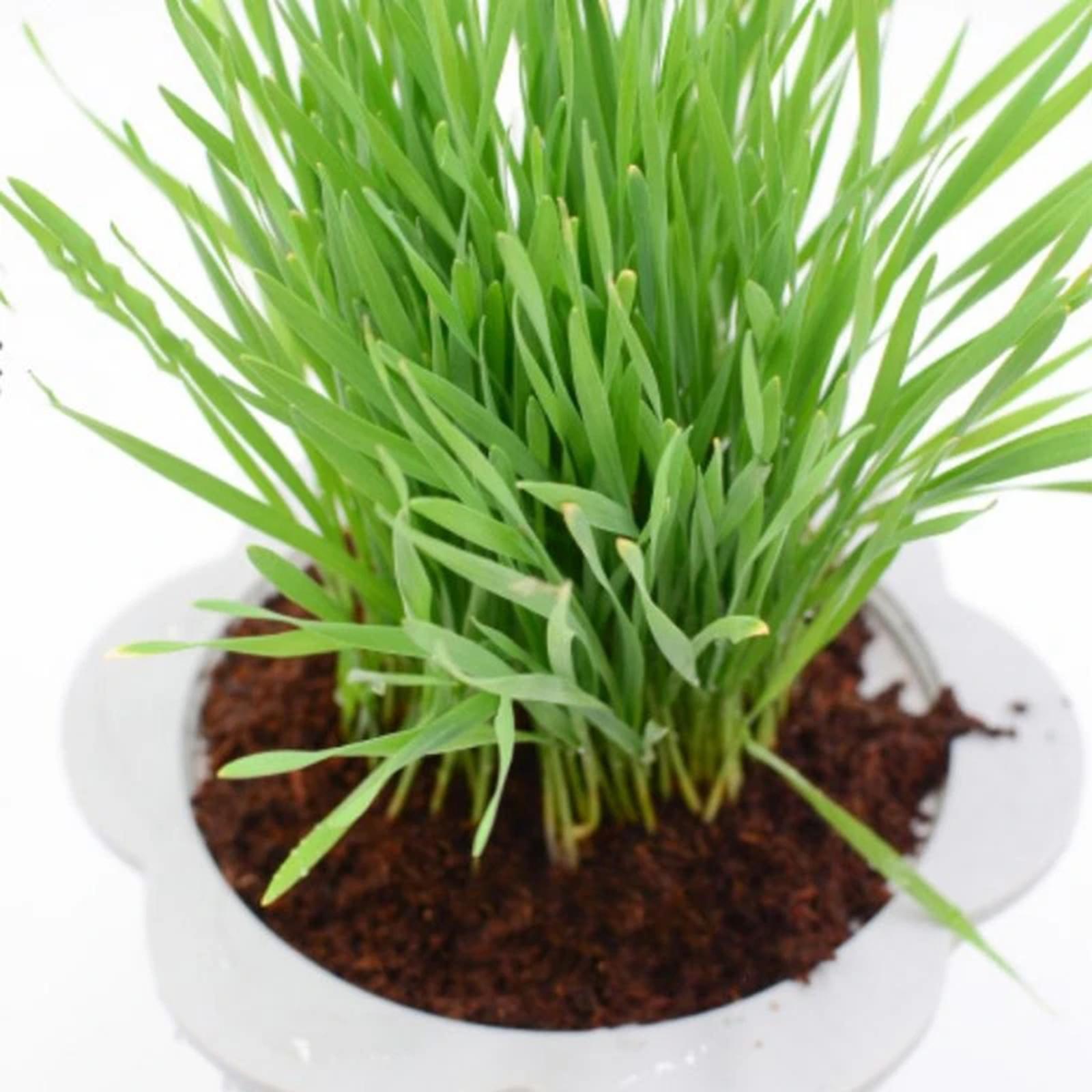 Coconut Fibre Coconut Coir Bri – Substrate Coconut Fiber Bewertung und Preis