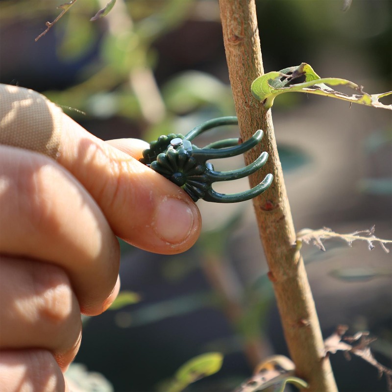 Wholesale Mini Plant Support C – Vine Climbing Plastic Bewertung und Preis