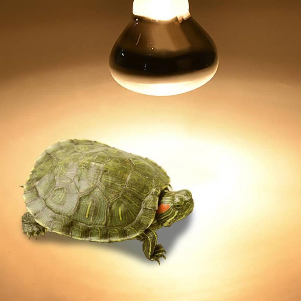 Turtle Temperature Controller  – Basking Bulb Halogen Bewertung und Preis