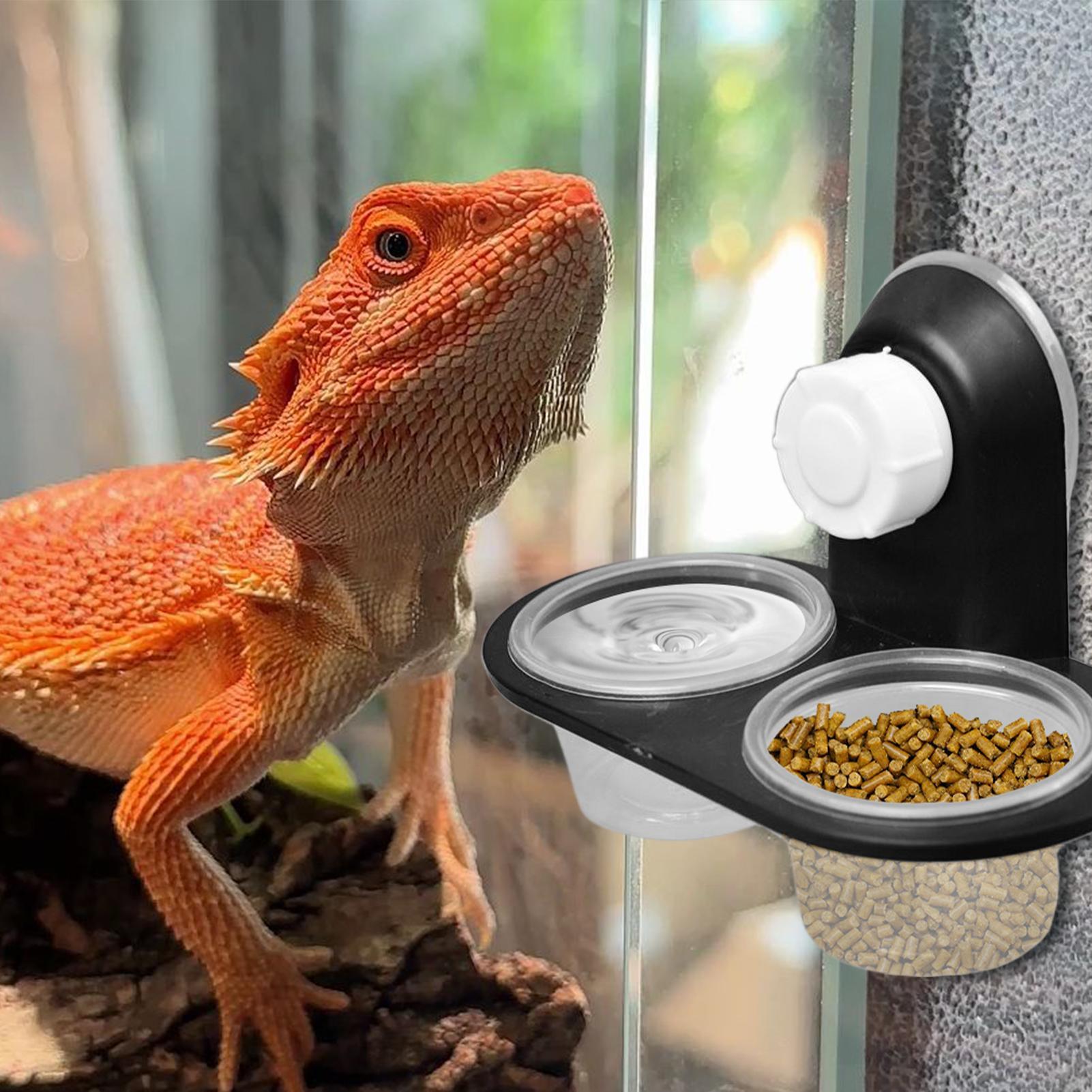 Gecko Food Dish Gecko Feeding  – Water Dish Reptile Bewertung und Preis
