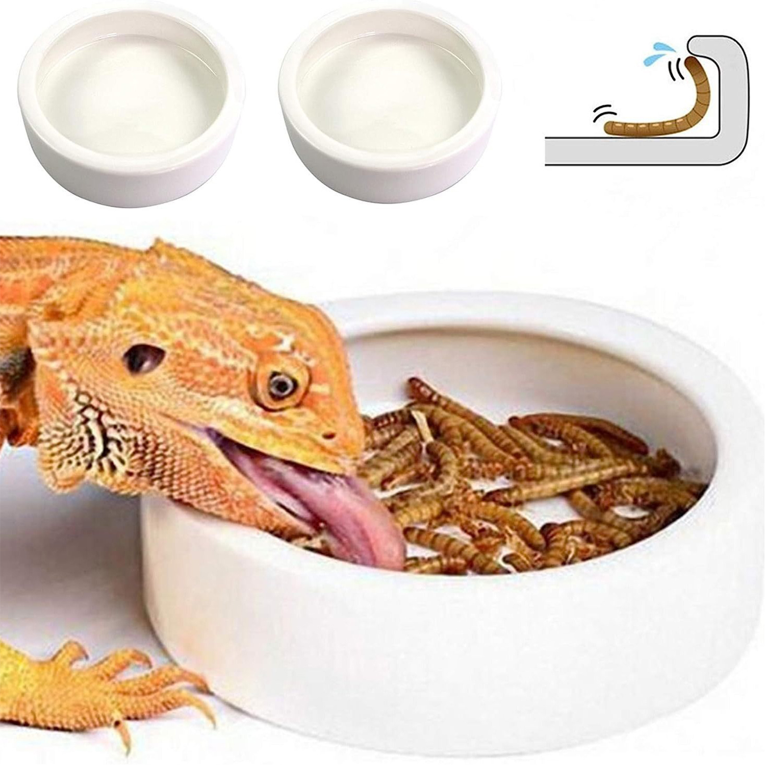 Reptile Food Bowl Feeding and  – Water Dish Reptile Bewertung und Preis