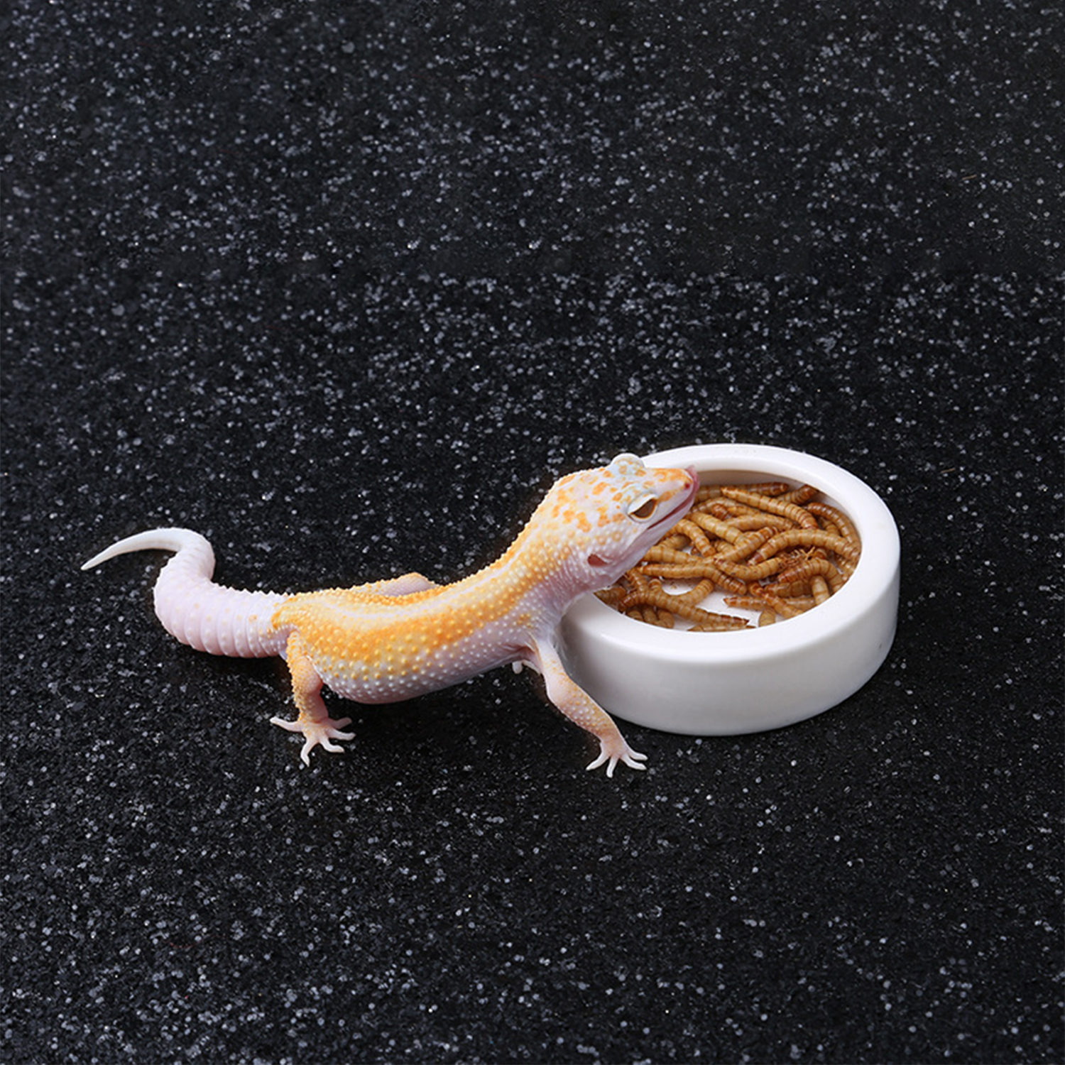 Reptile Food Bowl Feeding and  – Water Dish Reptile Bewertung und Preis