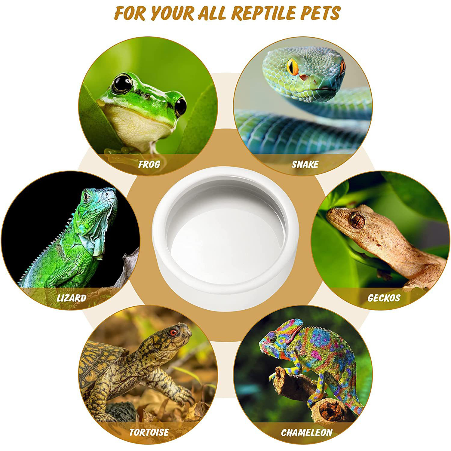 Reptile Food Bowl Feeding and  – Water Dish Reptile Bewertung und Preis