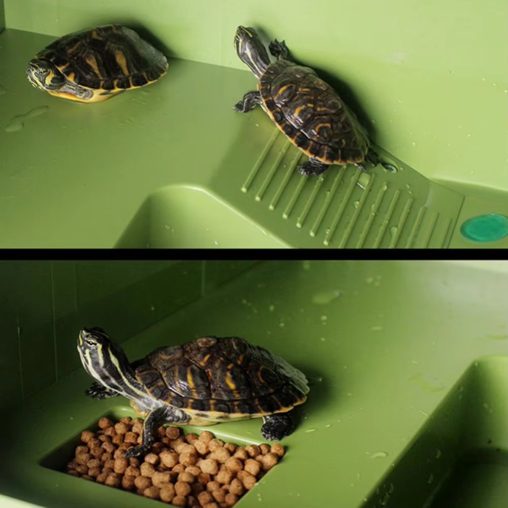 Water Land Slope Box Feeding C – Water Dish Reptile Bewertung und Preis