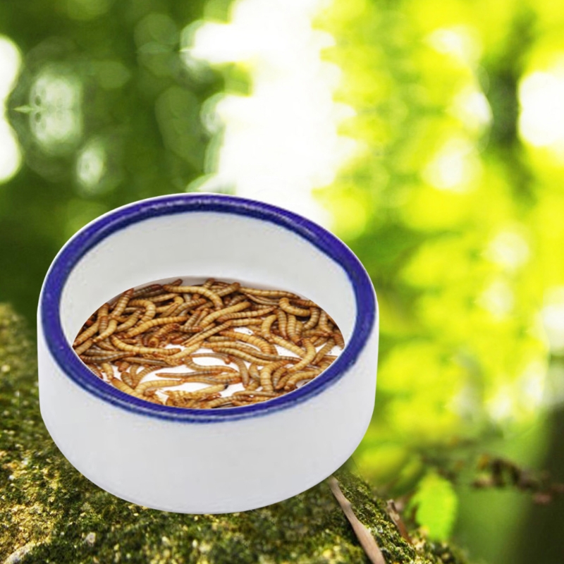 Reptile Bowl Spider Water Dish – Water Dish Reptile Bewertung und Preis